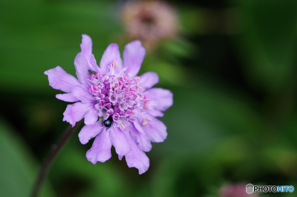 尻ません花