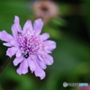 尻ません花