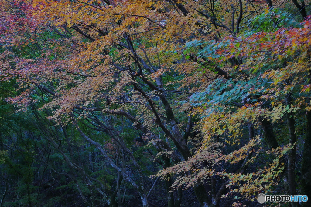 原色の森