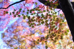 宝石紅葉