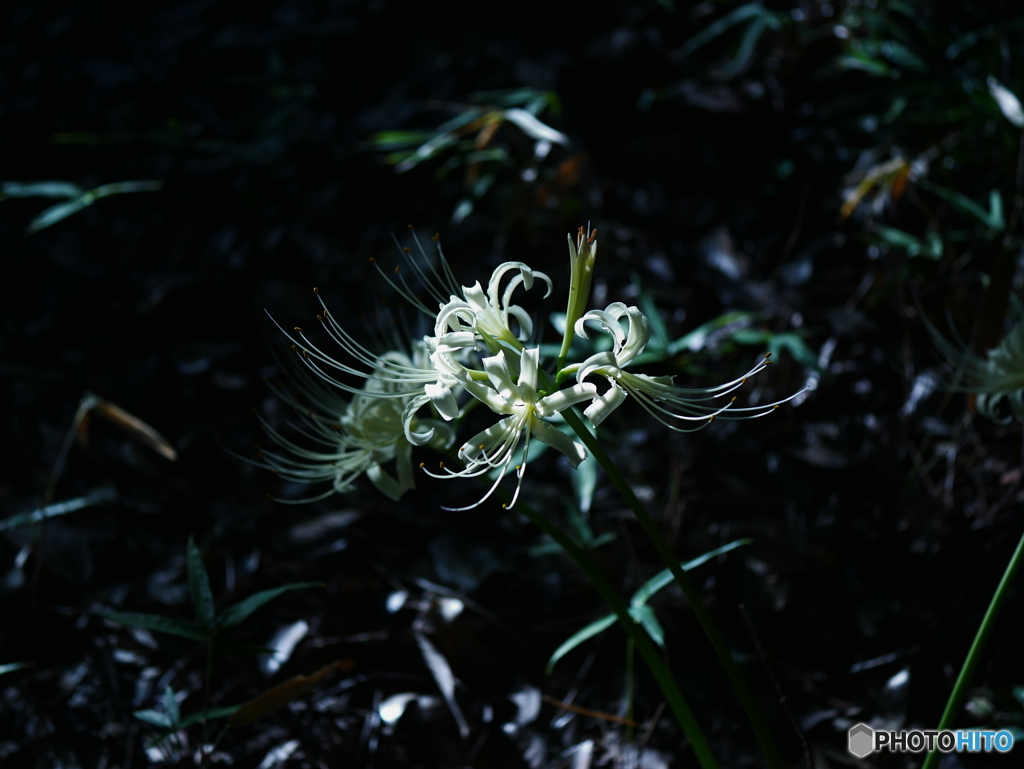 白麗