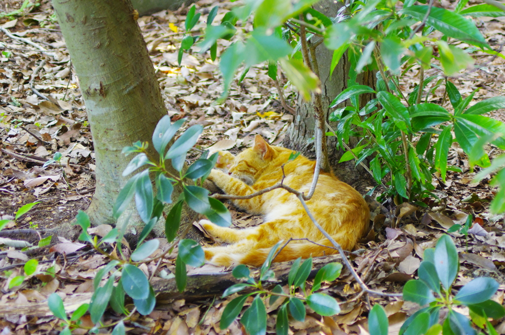 猫になりたい