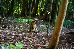 素敵な猫に出会った