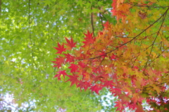 紅葉彗星