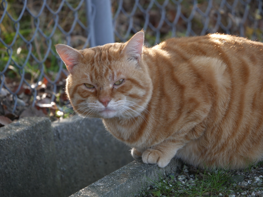 私は猫よ