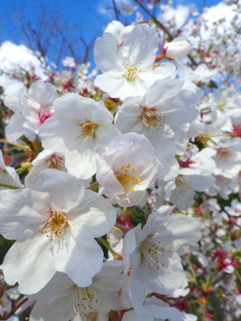 桜見納め