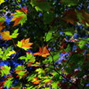 紅葉 in 上高地