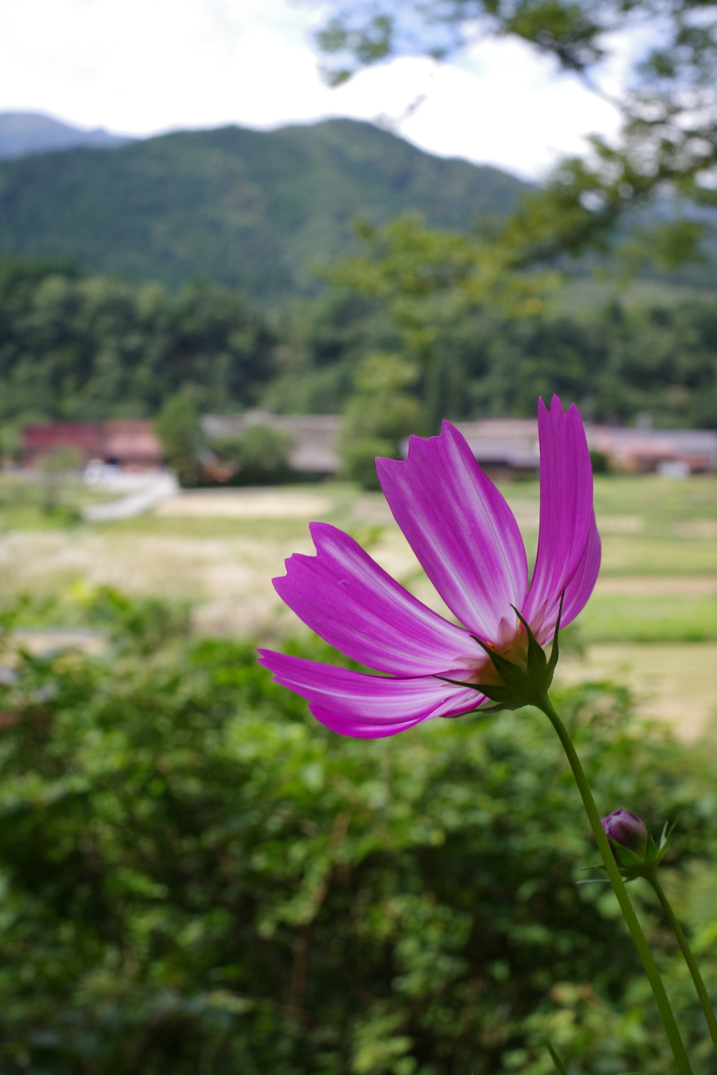 白川秋桜