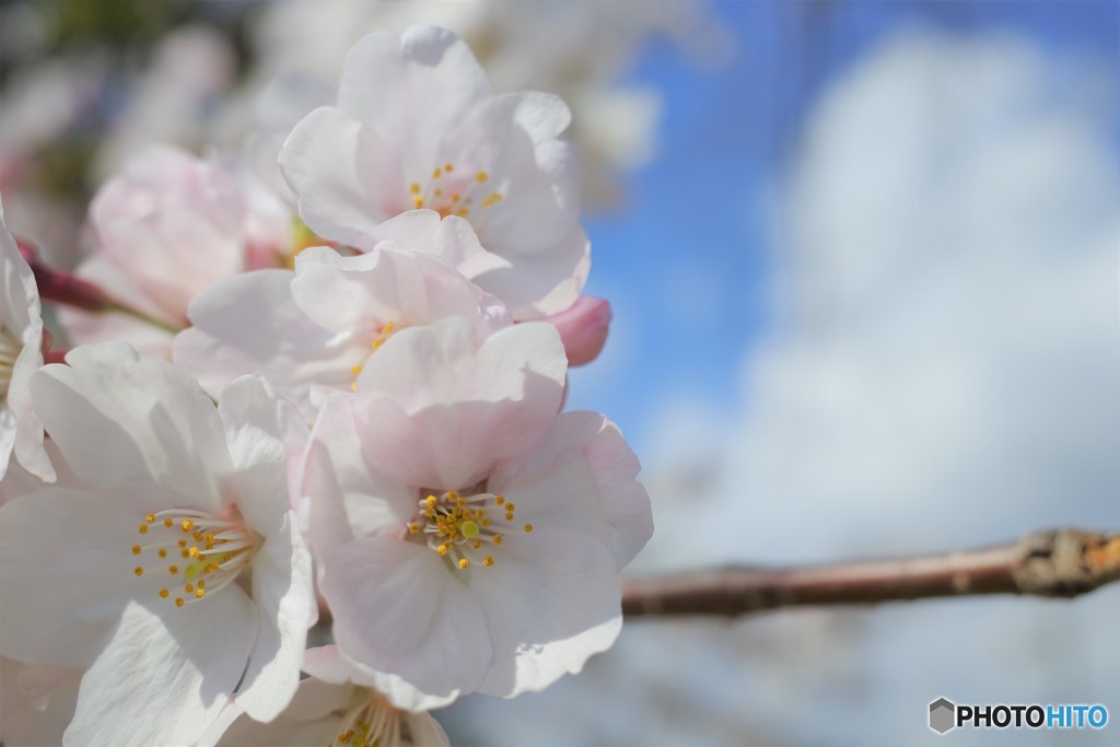 桜綺麗