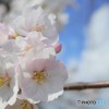 桜綺麗