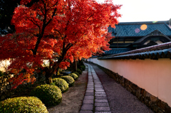 金剛寺参道