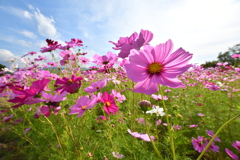 秋桜