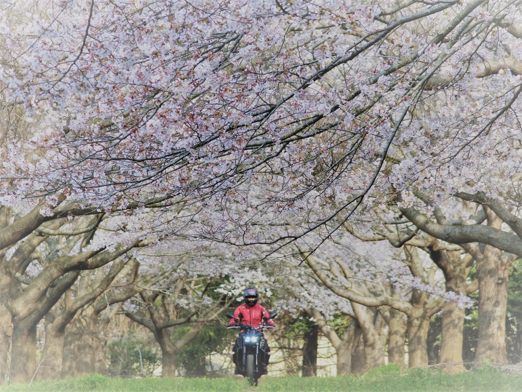桜のトンネルを行く