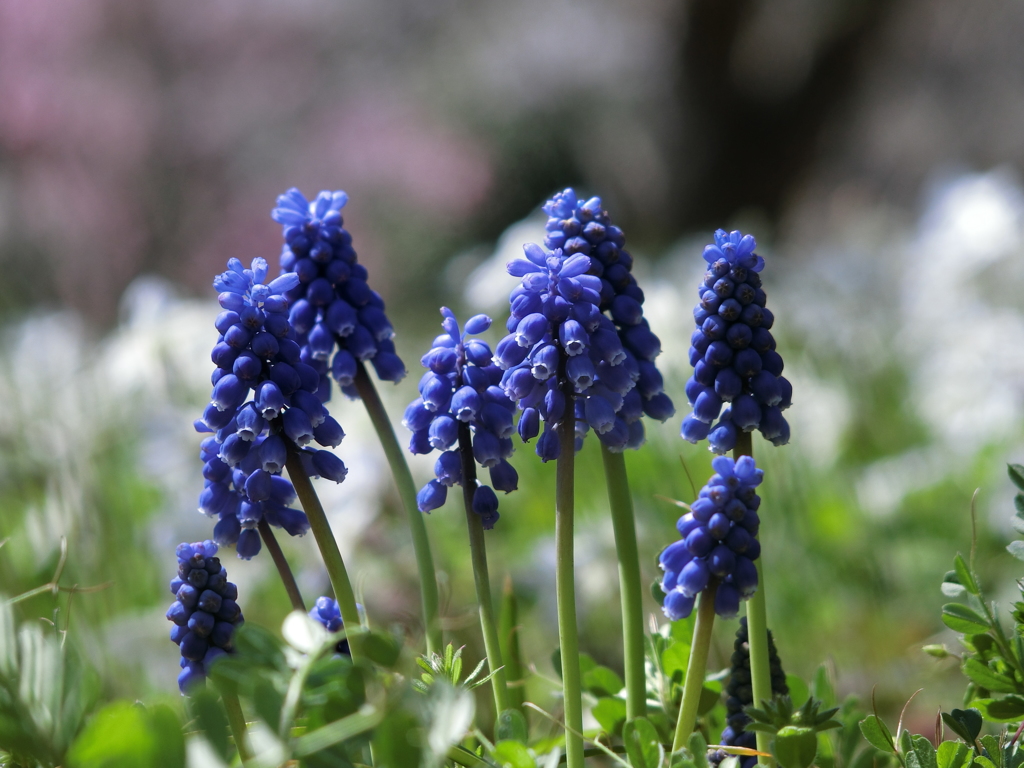 桜の木の下で