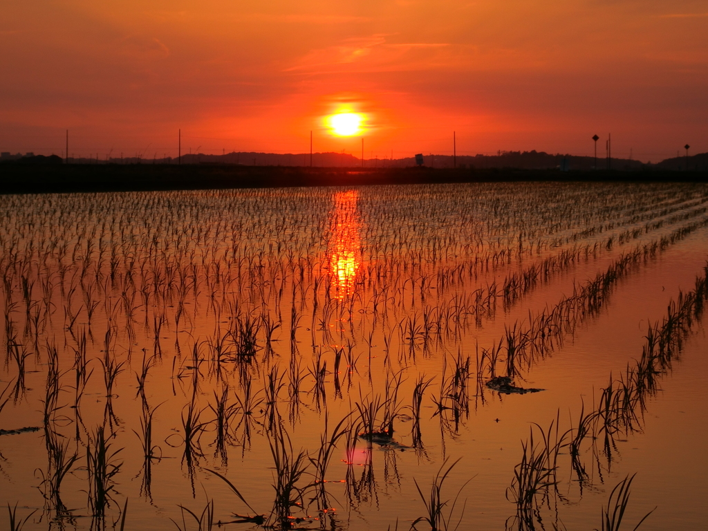 水田と夕陽