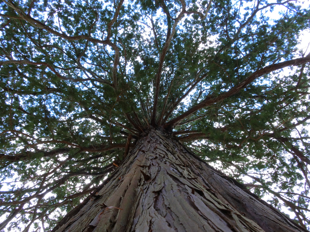 杉の大木