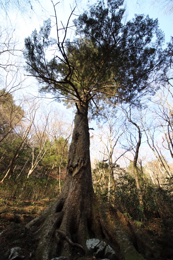 傷つき打ちのめされても