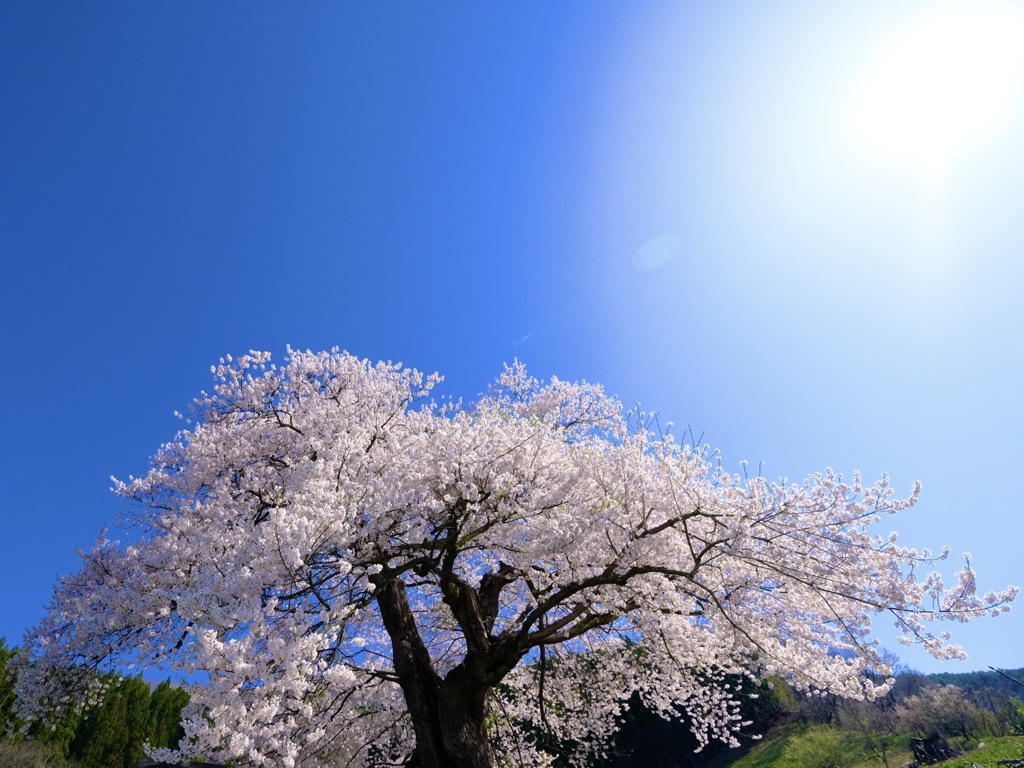 いつか桜の木の下で