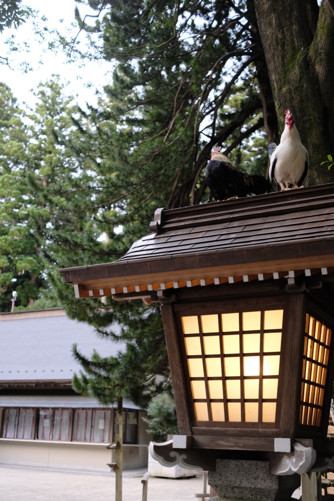 庭には二羽鶏がいた