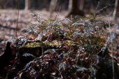 切りかぶの上に生まれた森