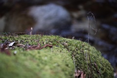 苔と和の関係