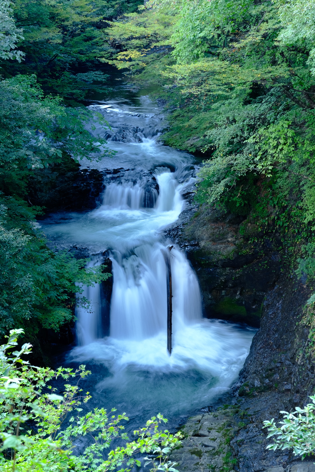 あの木何なの　　気になる　　気になる