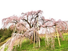 三春滝桜