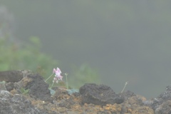 霧の駒草