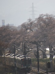 もうすぐ桜満開