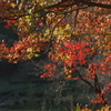 里山、染まる