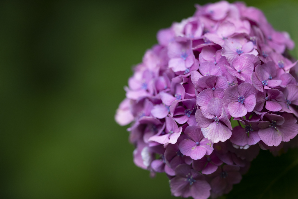 紫陽花（陰）