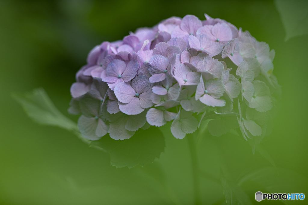 物憂げな六月の花。