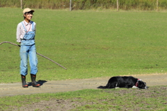 犬使いからの～羊使い！！