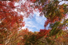 紅葉の隙間から