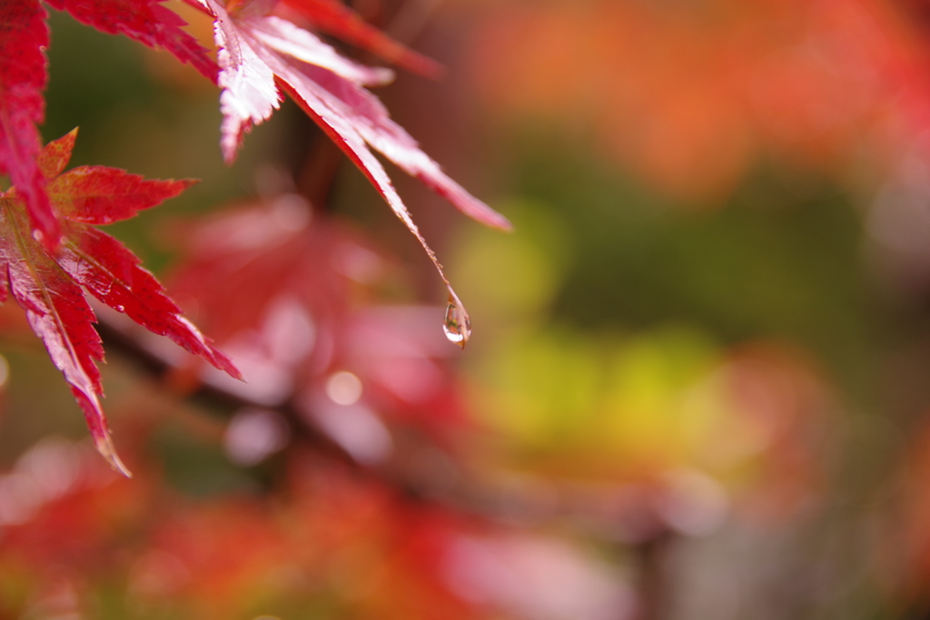 雨上がり
