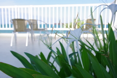 夏