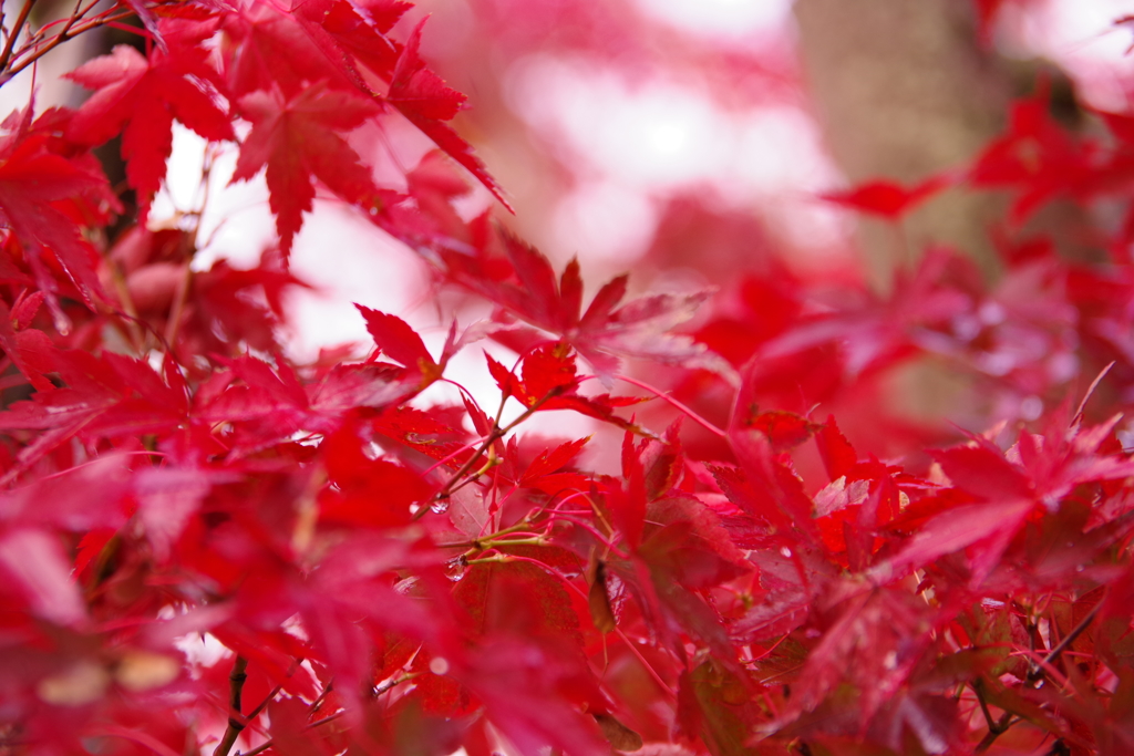 紅