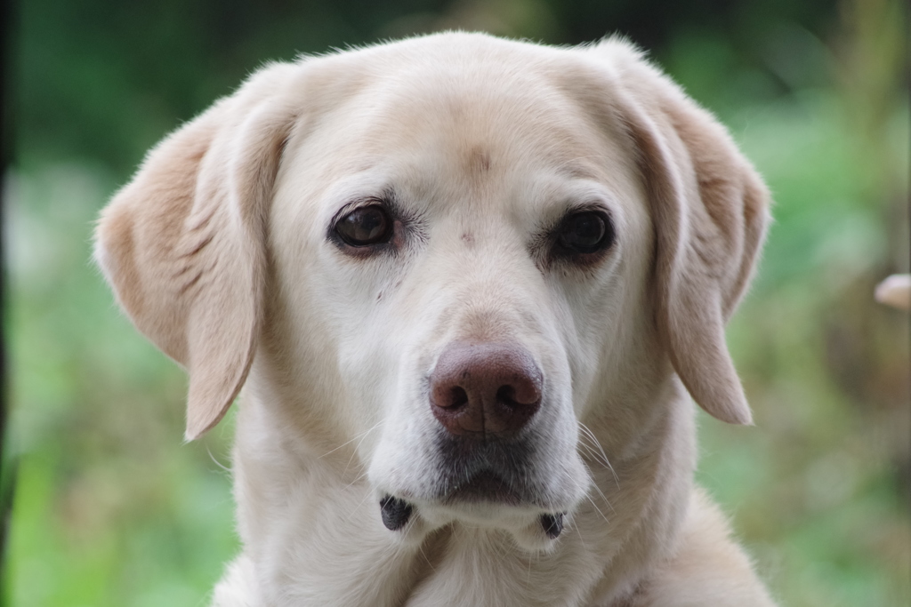 我が家の番犬