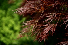 藍色