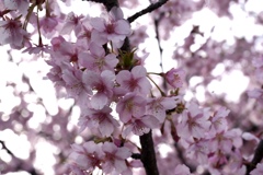 桜咲く
