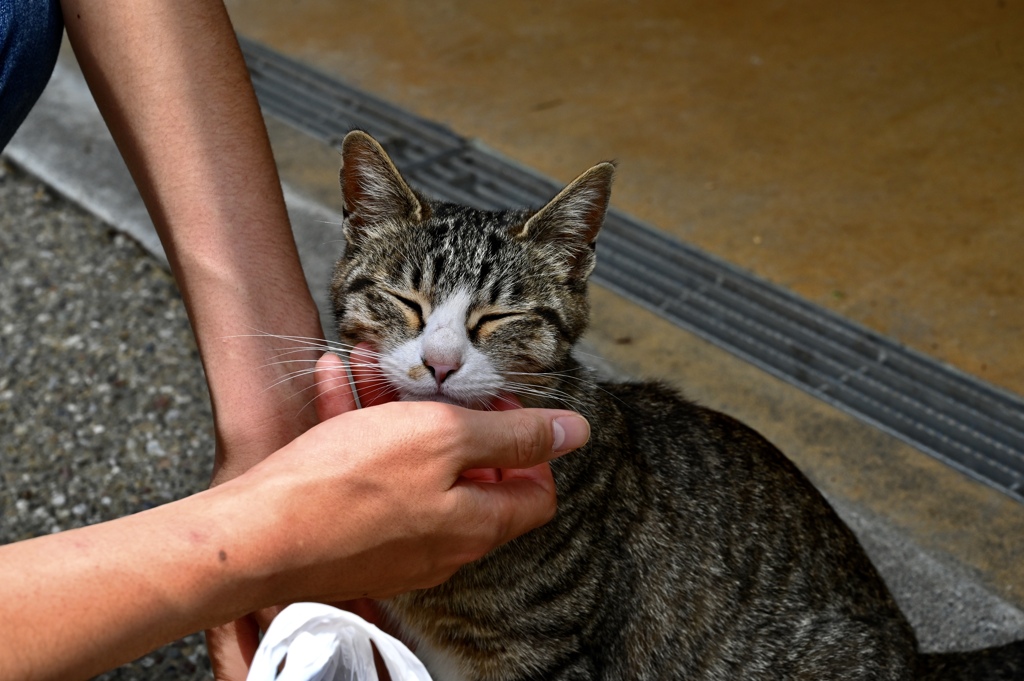 猫撫で