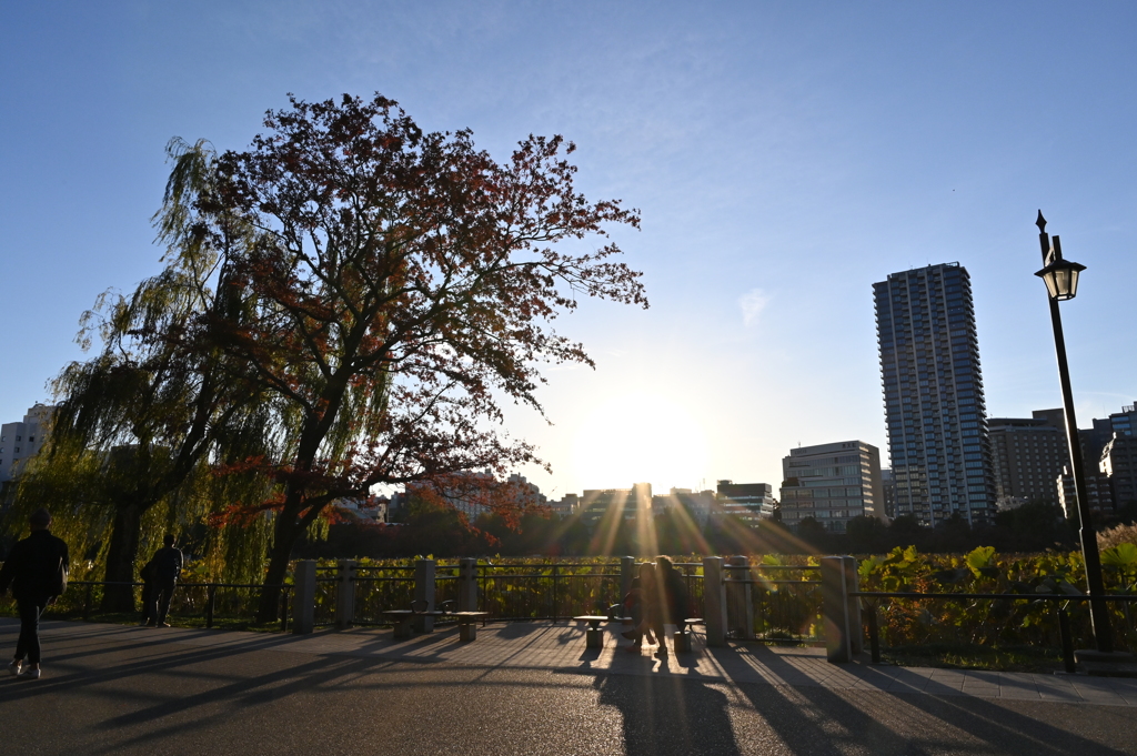 日が下がる頃の公園