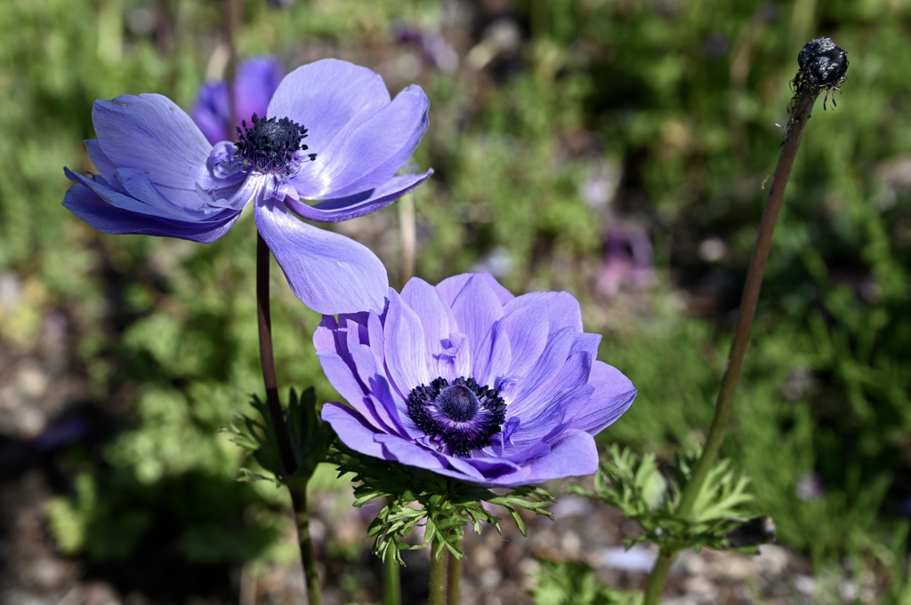 開花