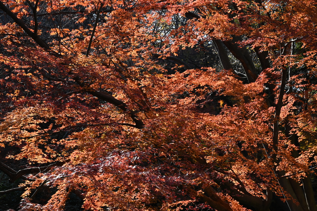 D27F85E5-C990-47A0-8BFB-5D9D946B991C