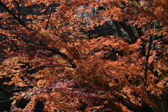 D27F85E5-C990-47A0-8BFB-5D9D946B991C