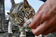 指舐める猫