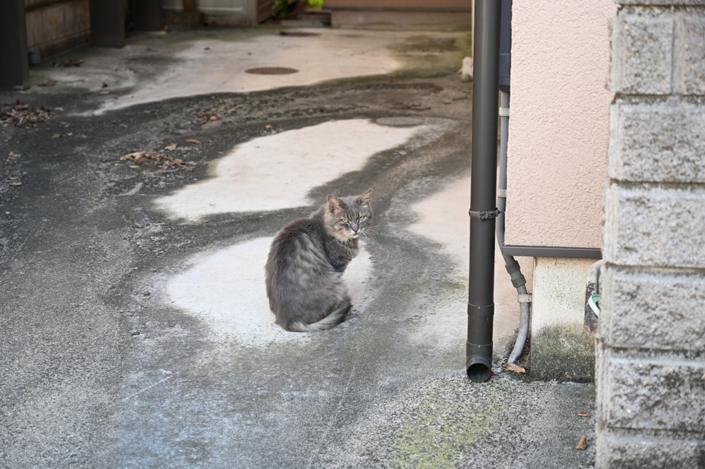 cat
