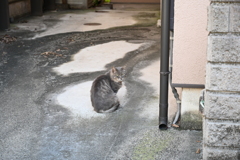 cat