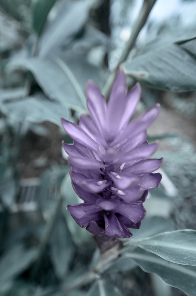 青い華