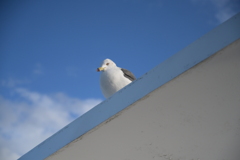 鳥